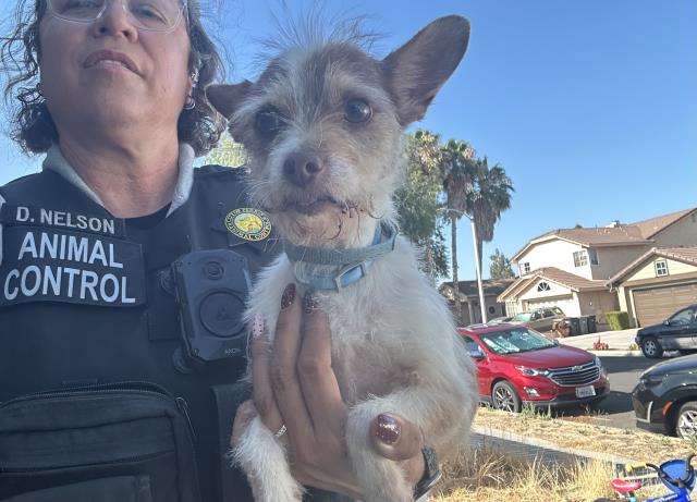 Shelter Stray Male Dog last seen Near BLOCK JEAN MARIE WAY, PERRIS, CA, 227 N D St, Perris, CA 92570, USA