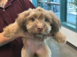 Shelter Stray Female Dog last seen , West Valley Animal Shelter, 20655 Plummer St, Chatsworth, CA 91311, USA