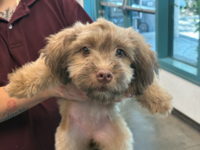 Shelter Stray Female Dog last seen , West Valley Animal Shelter, 20655 Plummer St, Chatsworth, CA 91311, USA