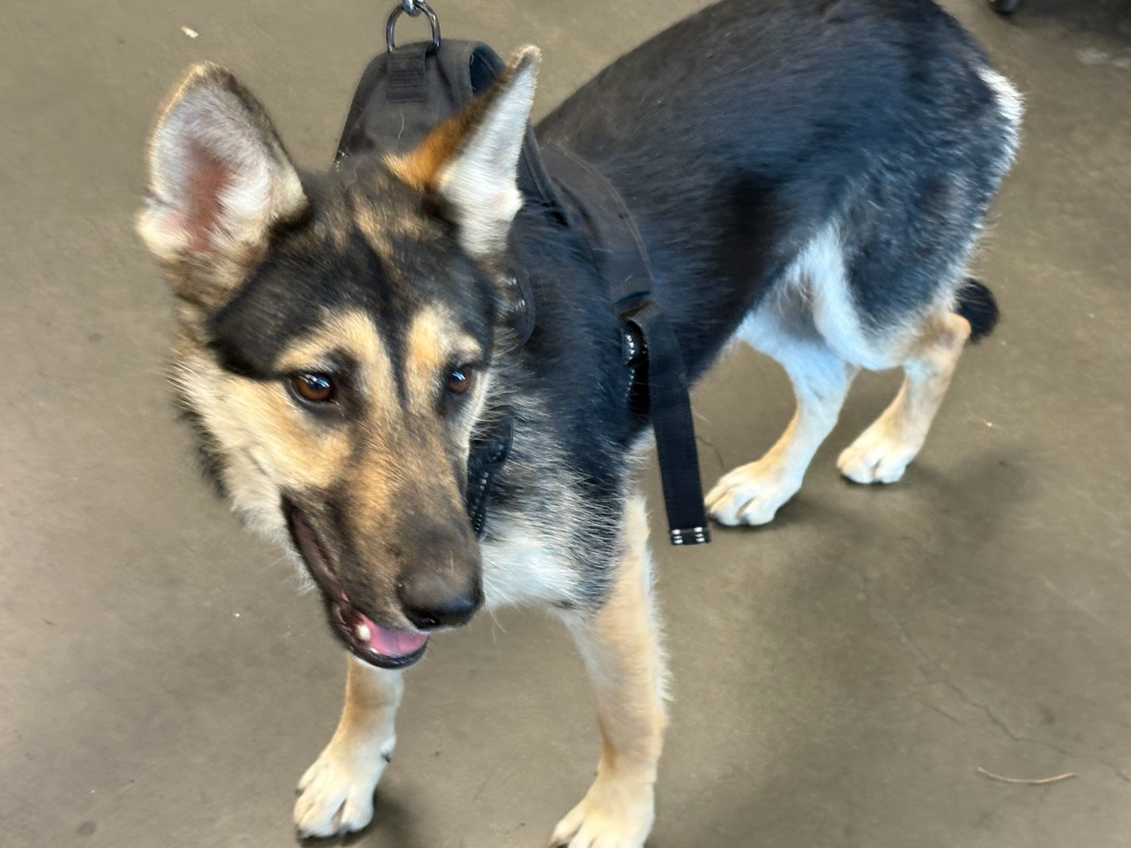 Shelter Stray Female Dog last seen , West Valley Animal Shelter, 20655 Plummer St, Chatsworth, CA 91311, USA
