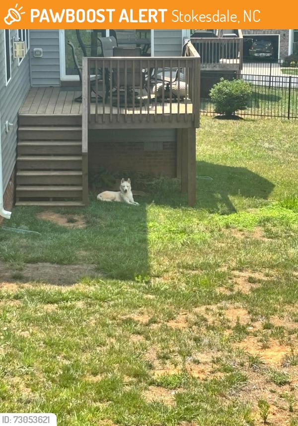 Found/Stray Unknown Dog last seen Stokesdale off of NC 65, Stokesdale, NC 27357