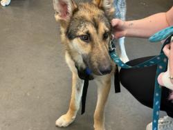 Shelter Stray Male Dog last seen , West Valley Animal Shelter, 20655 Plummer St, Chatsworth, CA 91311, USA