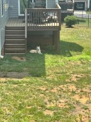 Found/Stray Unknown Dog last seen Stokesdale off of NC 65, Stokesdale, NC 27357