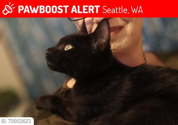 Lost Female Cat last seen 96th and Aurora Seattle, Seattle, WA 98103