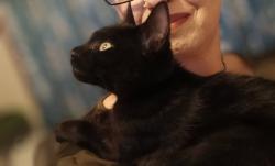Lost Female Cat last seen 96th and Aurora Seattle, Seattle, WA 98103