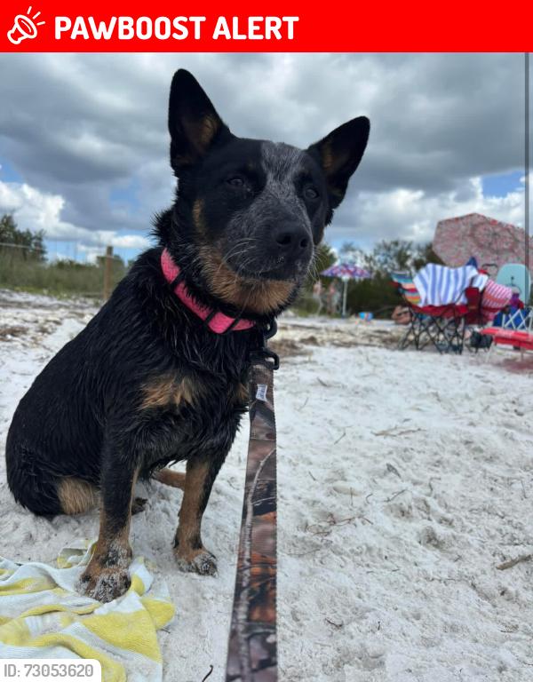 Lost Female Dog last seen I-75 and Cortez, Hernando County, FL 34605