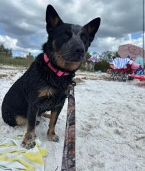 Lost Female Dog last seen I-75 and Cortez, Hernando County, FL 34605