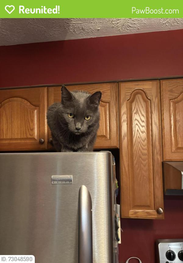 Reunited Male Cat last seen Dairy Road  & Twin Oaks, Parkton, MD 21120