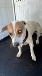 Shelter Stray Female Dog last seen Near BLOCK MEI LIN LN, BAKERSFIELD, CA, 201 S Mt Vernon Ave, Bakersfield, CA 93307, USA