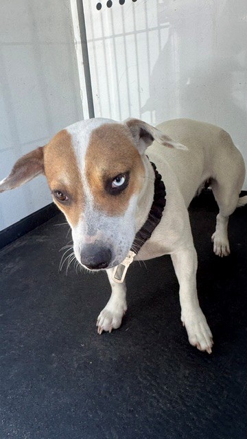 Shelter Stray Female Dog last seen Near BLOCK MEI LIN LN, BAKERSFIELD, CA, 201 S Mt Vernon Ave, Bakersfield, CA 93307, USA
