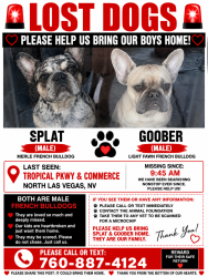 Lost Male Dog last seen Tropical pkwy and commerce, North Las Vegas, NV 89081