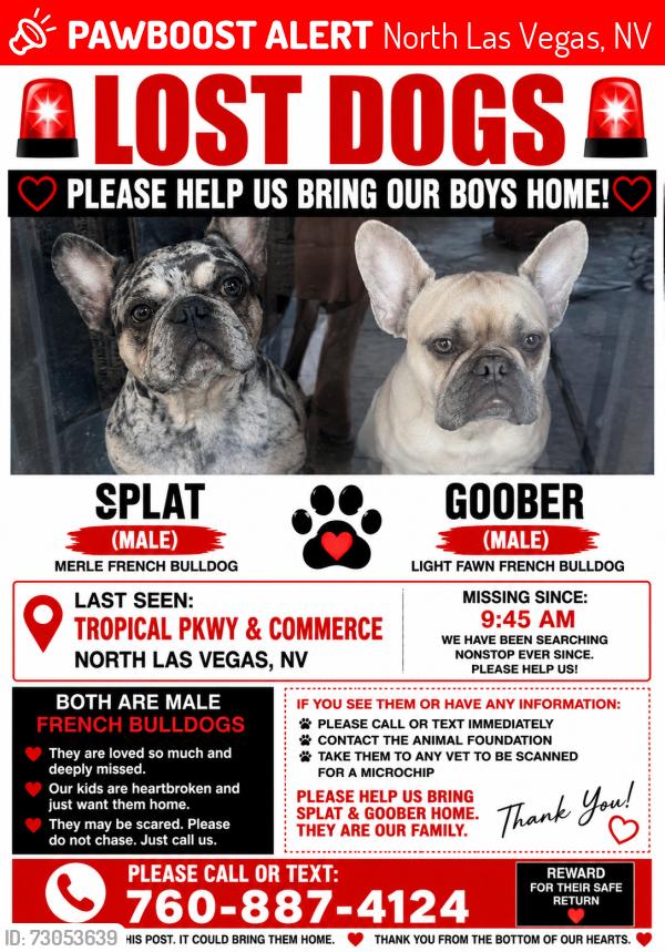 Lost Male Dog last seen Tropical pkwy and commerce, North Las Vegas, NV 89081