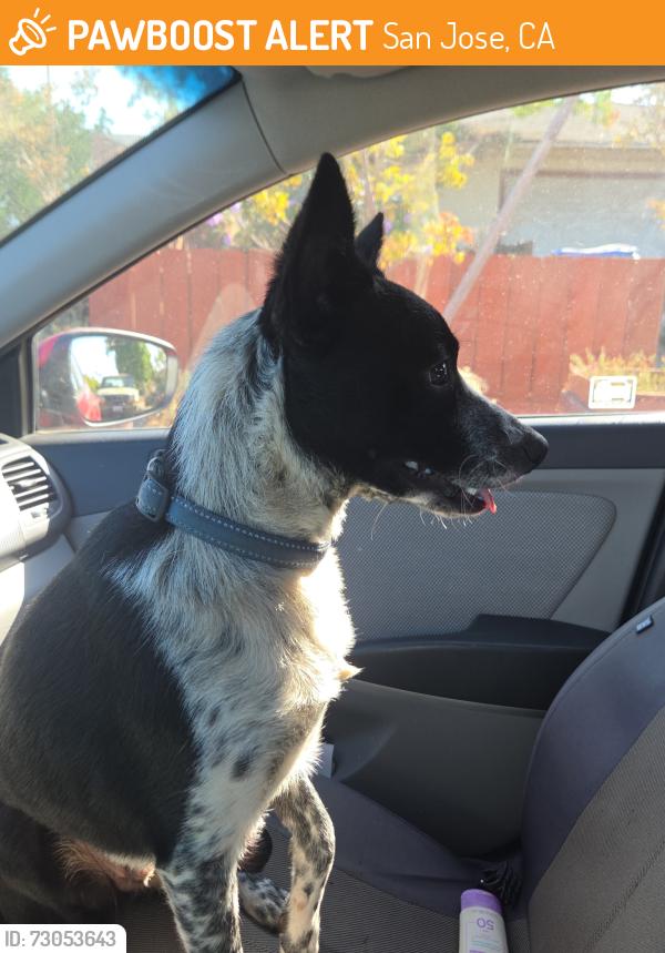 Found/Stray Unknown Dog last seen Camden Avenue, San Jose, CA 95120