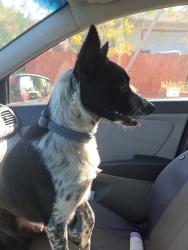 Found/Stray Unknown Dog last seen Camden Avenue, San Jose, CA 95120