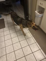 Reunited Female Dog last seen 10th Ave N. And N. D. St, Lake Worth Beach, FL 33460