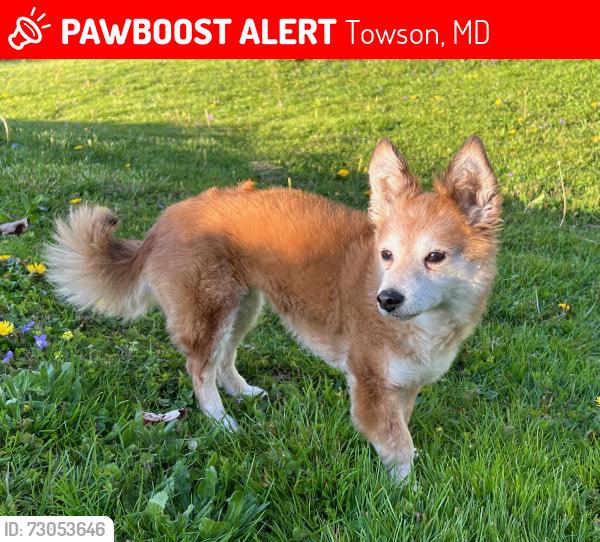 Lost Female Dog last seen Thornton Rd and Landon Rd, Towson, MD 21204