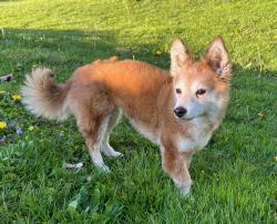 Lost Female Dog last seen Thornton Rd and Landon Rd, Towson, MD 21204
