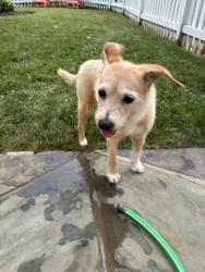 Found/Stray Unknown Dog last seen Salem Lane and Foxhall Road NW, Washington, DC 20007