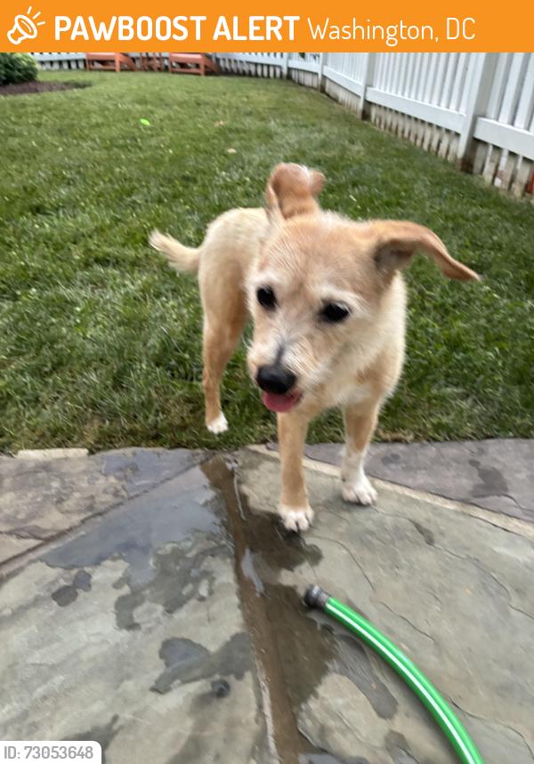 Found/Stray Unknown Dog last seen Salem Lane and Foxhall Road NW, Washington, DC 20007