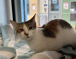 Reunited Female Cat last seen Dollar Tree shopping center near Lucretia Ave & Owsley Ave (near Delta Ct) San Jose, CA, San Jose, CA 95122