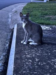 Found/Stray Female Cat last seen Winding Ash Terrace, Chesterfield County, VA 23832