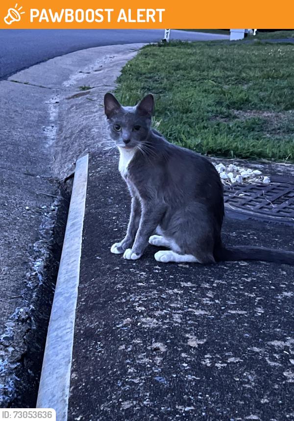 Found/Stray Female Cat last seen Winding Ash Terrace, Chesterfield County, VA 23832