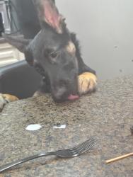 Lost Female Dog last seen County, Dallas, TX 75236