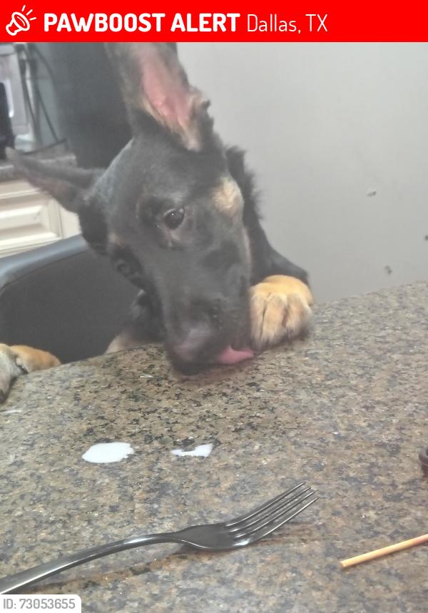Lost Female Dog last seen County, Dallas, TX 75236