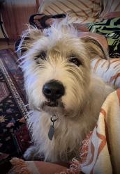 Reunited Male Dog last seen university ave and baltimore, La Mesa, CA 91942