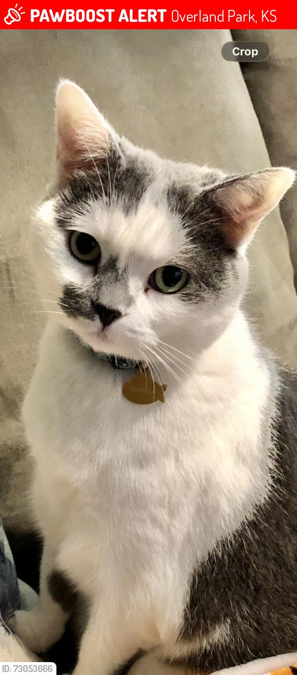 Lost Female Cat last seen 87th and Marty, Overland Park, KS 66212