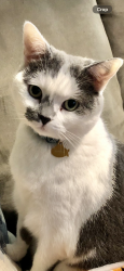 Lost Female Cat last seen 87th and Marty, Overland Park, KS 66212