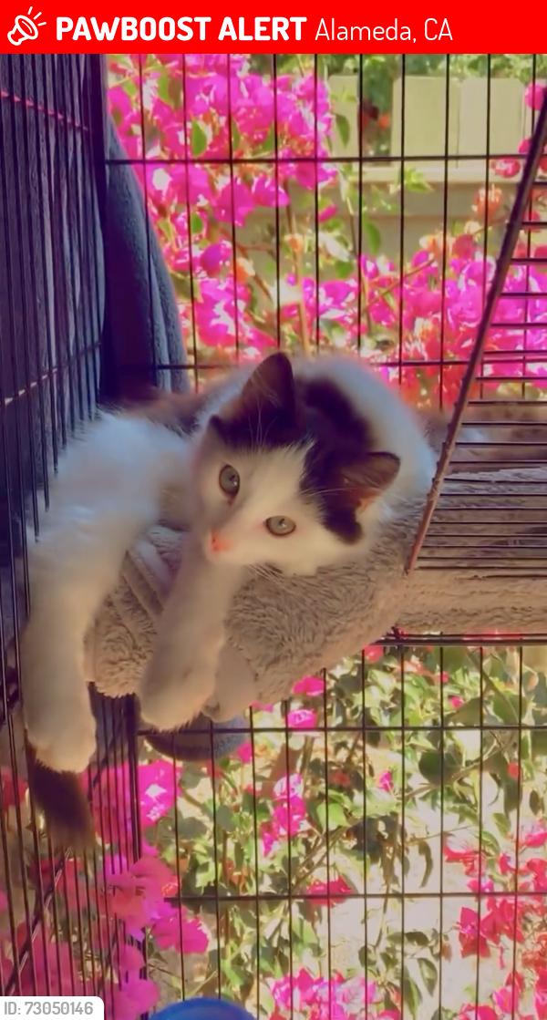 Lost Male Cat last seen South Shore apmts Alameda Ca , Alameda, CA 94501