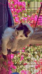Lost Male Cat last seen South Shore apmts Alameda Ca , Alameda, CA 94501