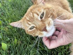 Found/Stray Male Cat last seen Mallard ln in Wildwood ests sandwich Illinois, Lake Holiday, IL 60548