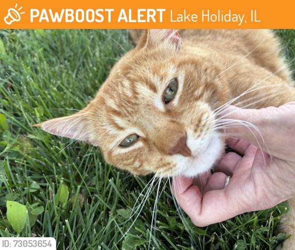 Found/Stray Male Cat last seen Mallard ln in Wildwood ests sandwich Illinois, Lake Holiday, IL 60548