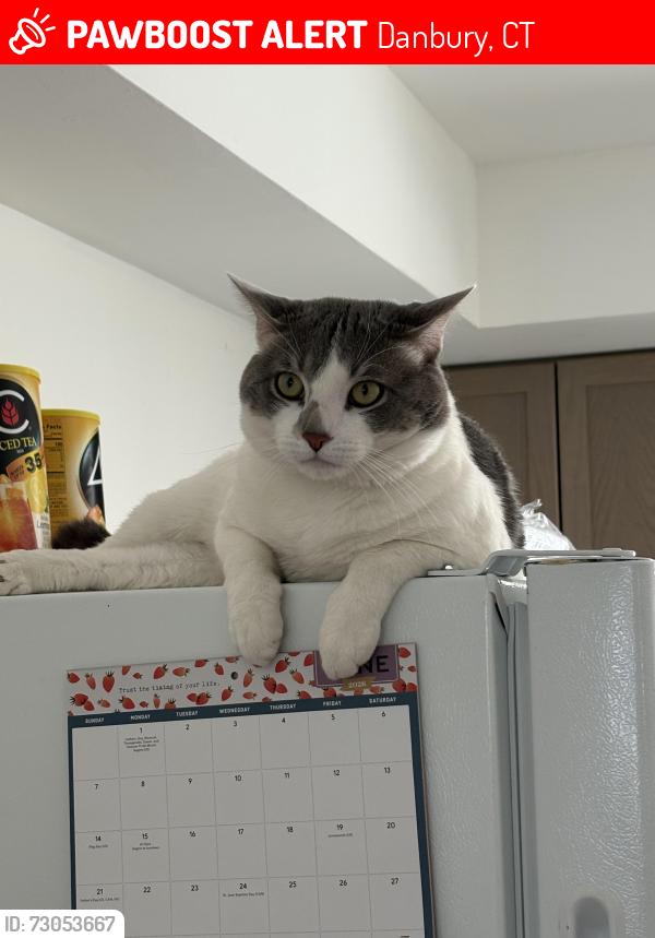 Lost Male Cat last seen Highland Ave , Danbury, CT 06810