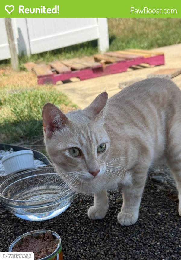 Reunited Male Cat last seen Sable drive and towanda road , Alexandria, VA 22303