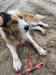 Found/Stray Unknown Dog last seen Wliey-Lewis Rd, Greensboro, NC 27406