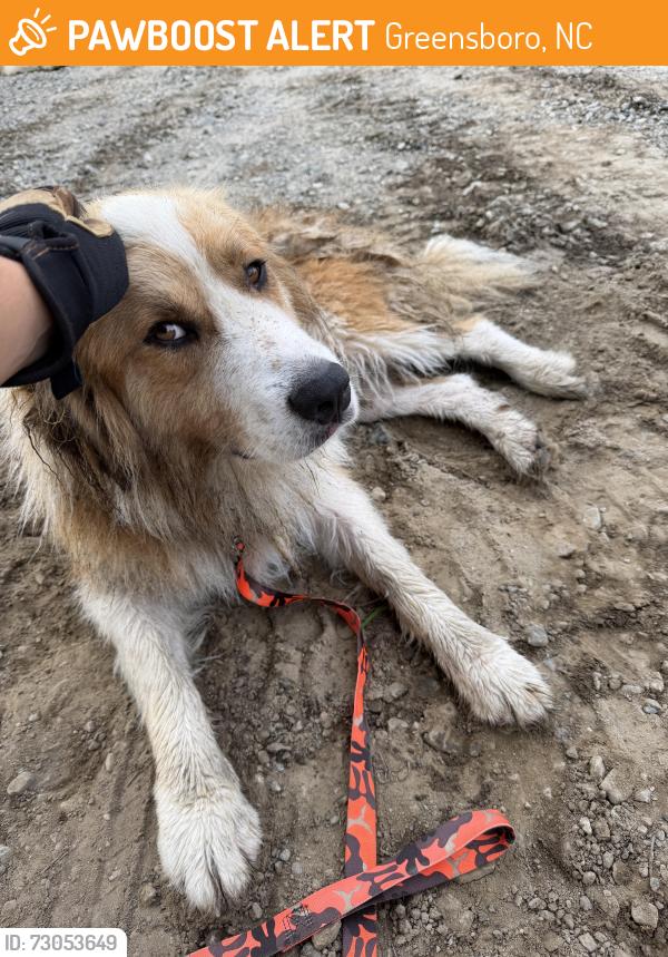 Found/Stray Unknown Dog last seen Wliey-Lewis Rd, Greensboro, NC 27406