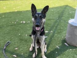 Shelter Stray Female Dog last seen , 3201 Lacy St, Los Angeles, CA 90031, USA