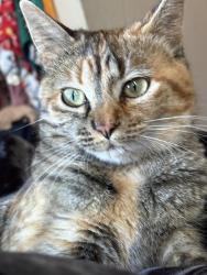 Lost Female Cat last seen Pine St, Anamosa, IA 52205