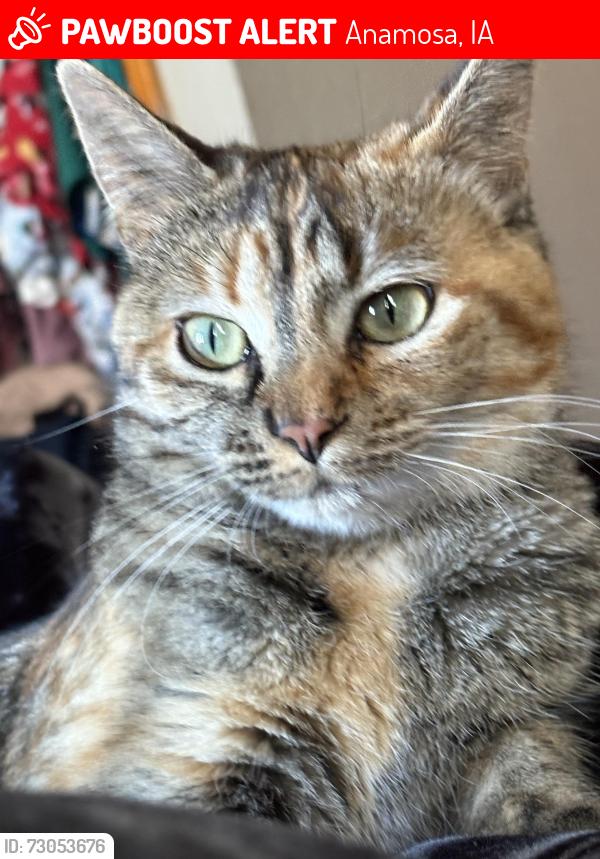Lost Female Cat last seen Pine St, Anamosa, IA 52205