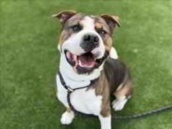 Shelter Stray Male Dog last seen , 3201 Lacy St, Los Angeles, CA 90031, USA