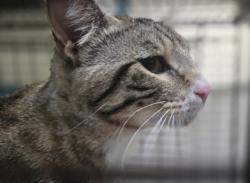 Shelter Stray Male Cat last seen , 3201 Lacy St, Los Angeles, CA 90031, USA