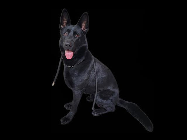 Shelter Stray Male Dog last seen , 3201 Lacy St, Los Angeles, CA 90031, USA