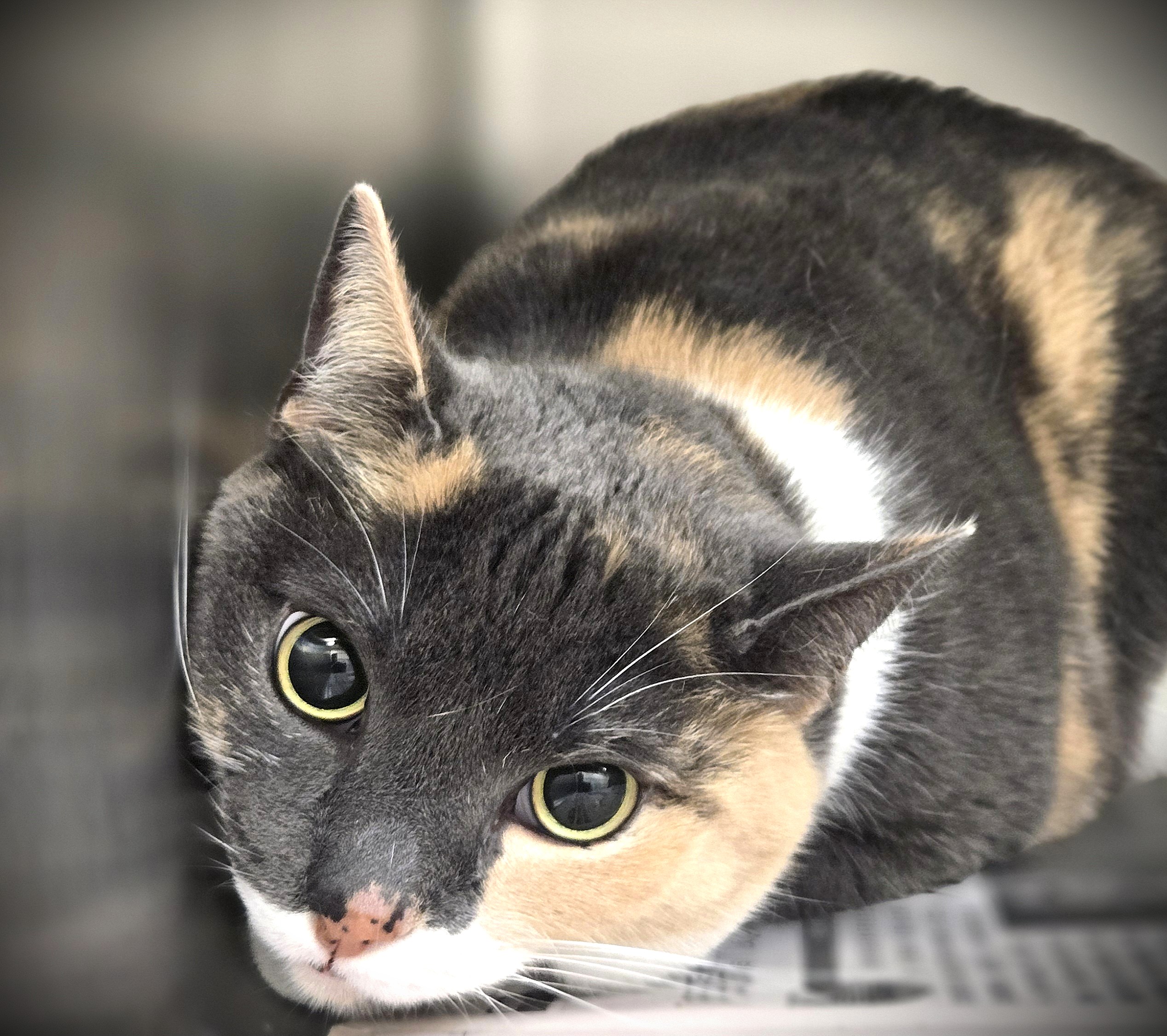Shelter Stray Female Cat last seen , 3201 Lacy St, Los Angeles, CA 90031, USA