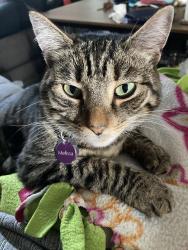 Lost Female Cat last seen S Asotin & 36th, Tacoma, WA 98418