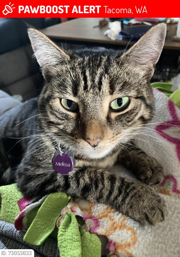 Lost Female Cat last seen S Asotin & 36th, Tacoma, WA 98418