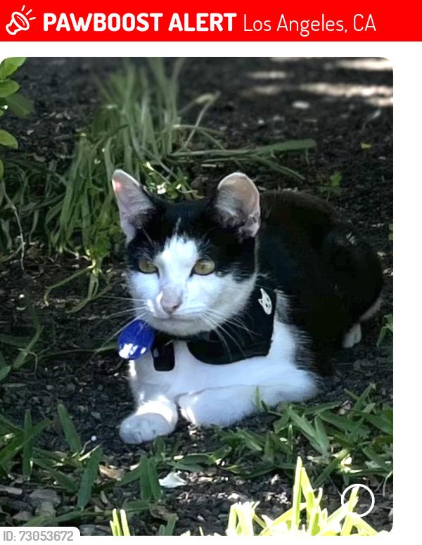 Lost Female Cat last seen Darnoch, Los Angeles, CA 91307