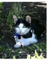 Lost Female Cat last seen Darnoch, Los Angeles, CA 91307